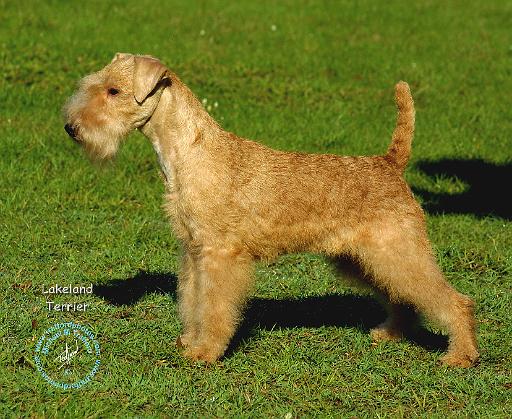 Lakeland Terrier 9P002D-026.JPG